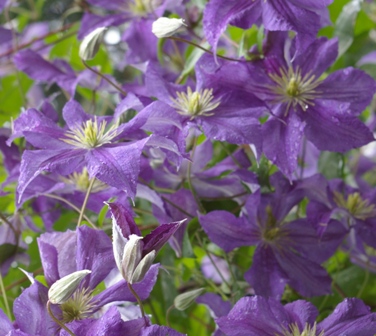 Clematis WISLEY