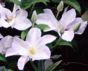 Clematis 'Yuki Komachi'