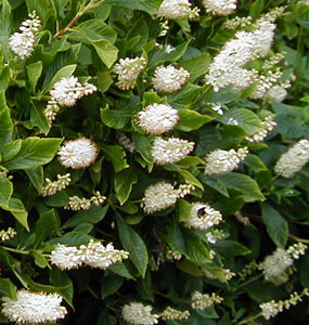 Clethra alnifolia 'Hummingbird'