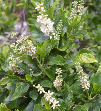 Clethra alnifolia 'Pink Spire'