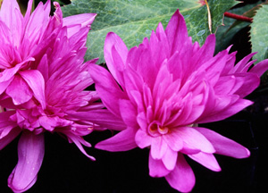 Colchicum 'Waterlily'