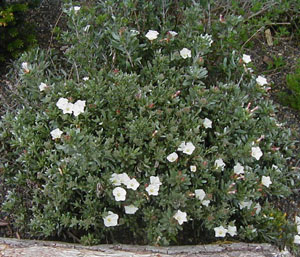 Convolvulus cneorum