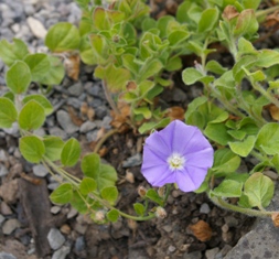 Convolvulus sabatius (mauritanicus)