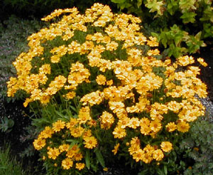 Coreopsis lanceolata 'Sonnenkind' ('Baby Sun')