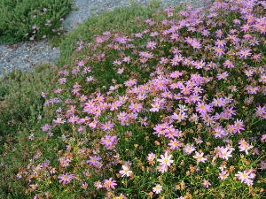 Coreopsis rosea