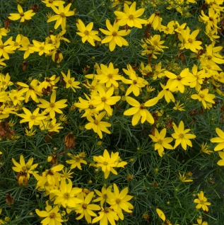 Coreopsis verticillata 'Zagreb'