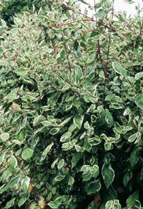 Cornus alba 'Argenteo-Marginata' ('Elegantissima')