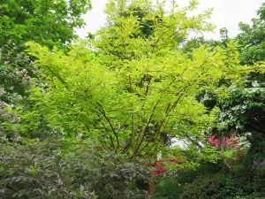 Cornus alba 'Aurea'