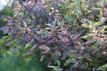 Cornus alba 'Gouschaltii'