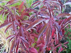 Cornus pumila