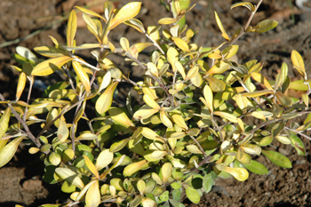 Corokia virgata 'Sunsprite' (x)