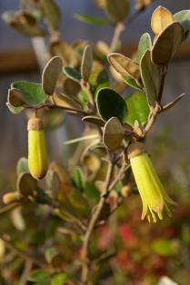 Correa backhouseana
