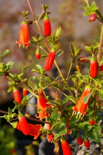 Correa pulchella 'Orange Flame'