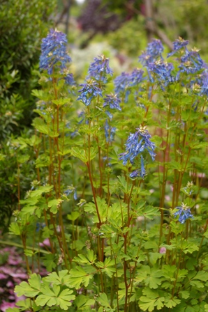 Corydalis elata