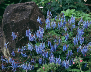 Corydalis flexuosa 'China Blue'