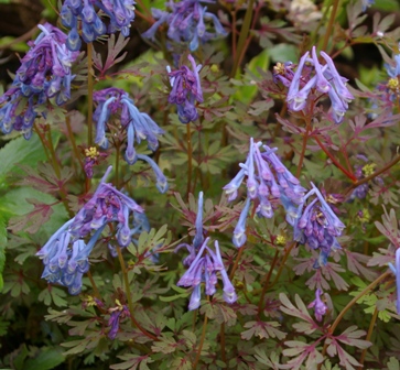 Corydalis flexuosa 'Purple Leaf'