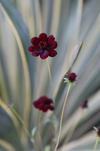 Cosmos atrosanguineus