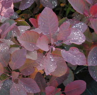 Cotinus 'Grace'