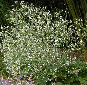 Crambe cordifolia