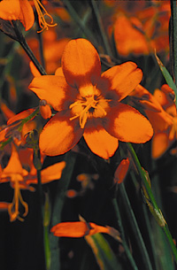 Crocosmia 'Emily McKenzie'