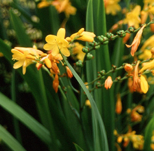 Crocosmia 'Golden Fleece' ('Citronella')