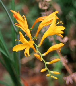 Crocosmia 'Jenny Bloom'