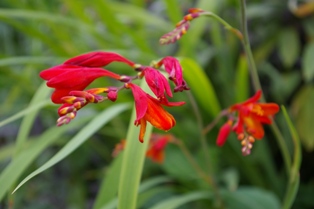 Crocosmia 'Kathleen'