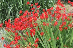 Crocosmia 'Lucifer'