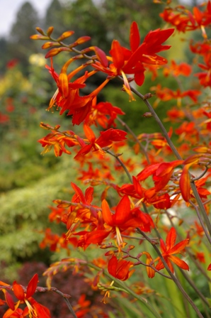 Crocosmia 'Orangeade'