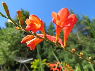 Crocosmia pottsii 'Culzean Pink'
