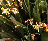 Crocosmia 'Solfatere'