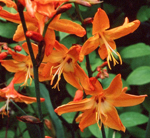 Crocosmia 'Star of the East'