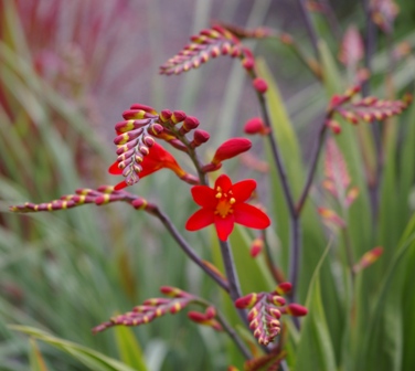 Crocosmia 'Walberton Red'