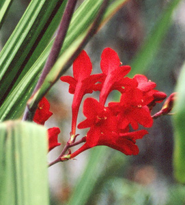 Crocosmia 'Emberglow'