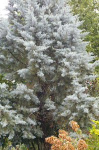 Cupressus glabra 'Blue Ice'