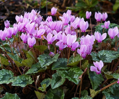 Cyclamen hederifolium