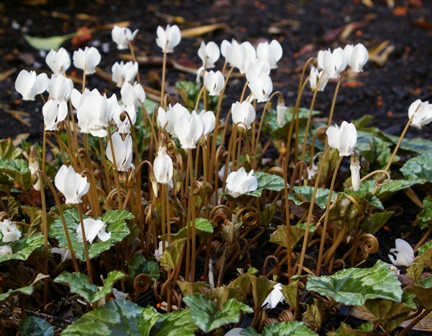 Cyclamen hederifolium 'Alba'