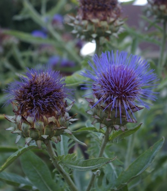 Cynara cardunculus