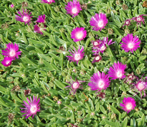 Delosperma ashtonii