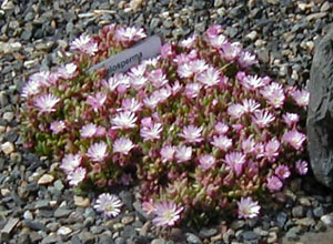 Delosperma 'Beaufort West'
