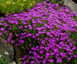 Delosperma cooperii