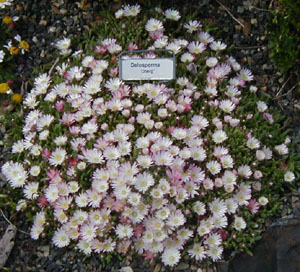 Delosperma 'Oberg'