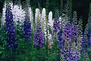 Delphinium English Hybrid Seedlings