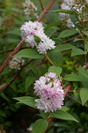 Deutzia gracilis