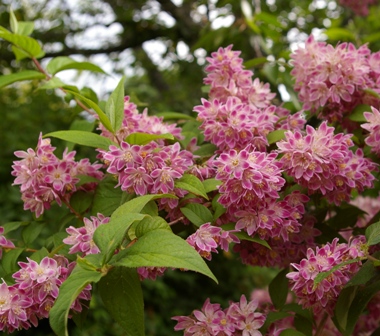 Deutzia 'Magician'