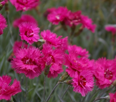 Dianthus allwoodii 'Raspberry Sherbet'