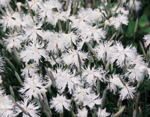 Dianthus arenarius