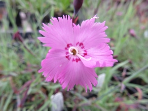 Dianthus 'Bath's Pink'