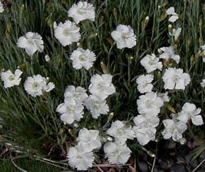 Dianthus 'Charles Musgrave'