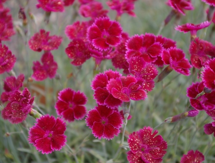 Dianthus 'Crimson Treasure'